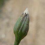 Leontodon saxatilis Fruit