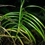 Carex muskingumensis ഇല