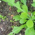 Erigeron quercifolius Blad