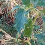 Datura stramoniumLeaf