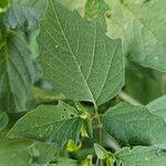 Physalis longifolia Leaf