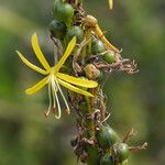 Asphodeline lutea ഫലം