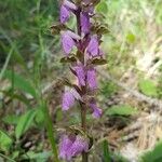 Orchis spitzelii 花