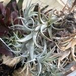 Tillandsia albida Leaf