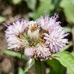 Cyrtocymura scorpioides Flower