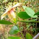 Strophanthus gardeniiflorus Flower