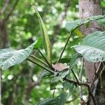 Philodendron inaequilaterum Corteza