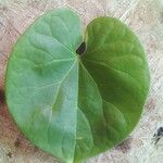 Tinospora cordifolia 樹皮