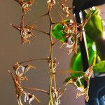 Gongora rufescens Flor