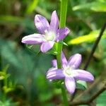 Triodanis perfoliata Λουλούδι