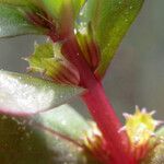 Lythrum borysthenicum Flower