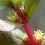 Lythrum borysthenicum Flor