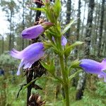 Penstemon gentianoides Flor