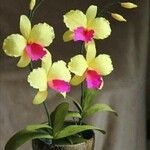 Cattleya brevipedunculata Çiçek