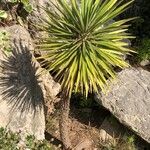 Yucca schidigera Frunză