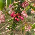 Sorbus vilmorinii Habitus