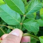 Paullinia pinnata Ліст