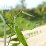 Vicia disperma 果