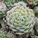 Sempervivum minutum Leaf