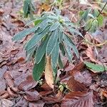 Euphorbia amygdaloides Celota