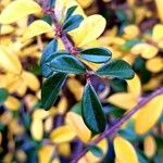 Cotoneaster dammeri List