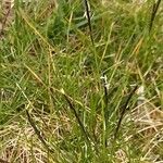 Nardus stricta Habit