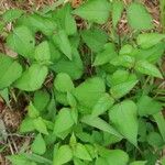 Boehmeria cylindrica Характер