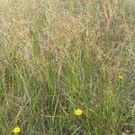 Juncus subnodulosus Habitus