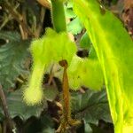Columnea medicinalis 形態