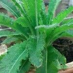 Lactuca virosa Blad