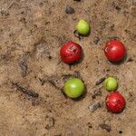 Celtis prantlii Fruto