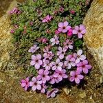 Androsace alpina Blomst
