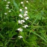 Pyrola rotundifolia Çiçek