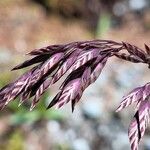 Poa alpina Blomma