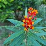 Asclepias curassavicaBloem