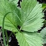 Fragaria × ananassa Feuille