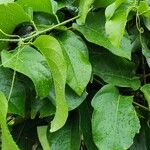 Passiflora nitida ഇല