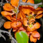 Chaenomeles × superba Flower