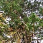 Araucaria heterophylla 整株植物