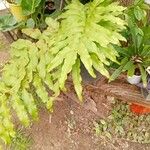 Phlebodium decumanum Leaf