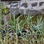 Phalaris arundinacea Plante entière