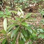 Gmelina evoluta Hábito