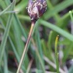 Juncus triglumis Habitatea