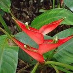 Heliconia bihai Blad