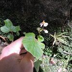 Begonia fischeri Агульны выгляд