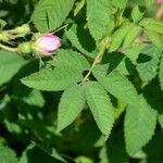 Rosa tomentosa Blad