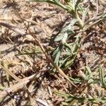 Pycnocomon rutifolium Hoja