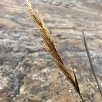 Cortaderia pungens Kvet
