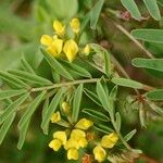 Hippocrepis multisiliquosa Altro