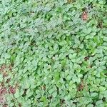 Fragaria viridis عادت داشتن